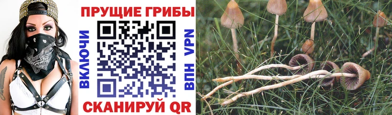 Псилоцибиновые грибы Cubensis  Талица 